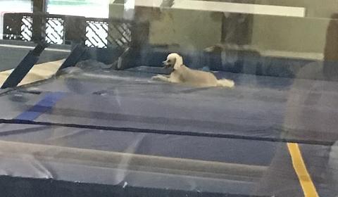 Meridian Academy of Gymnastics main photo